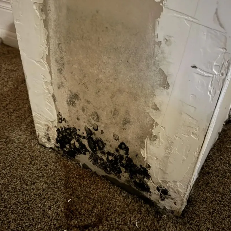 Professional Mold Removal in Pulaski County, IL